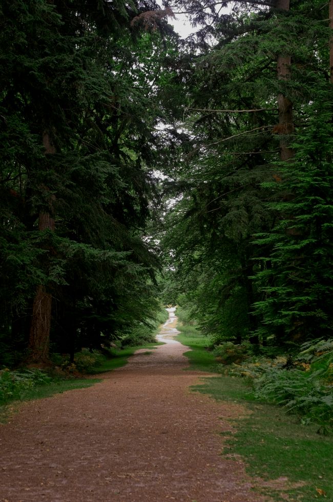 A footpath stretching into the distance with trees on either side