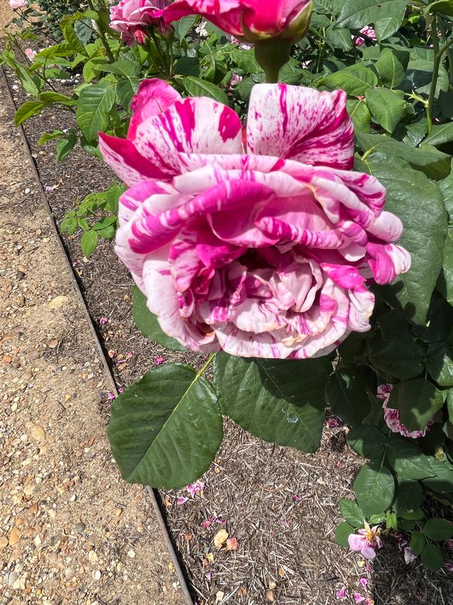 Rose Garden at Waddesdon Manor