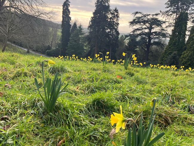 Daffodil Hill at Waddesdon Manor