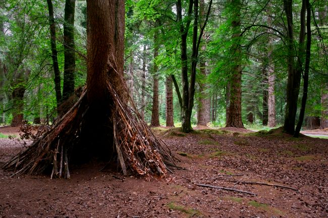 A tree surrounded by sticks forming a den in a forest