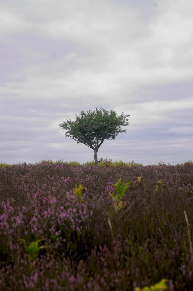 A lone tree with purple heather surrounding it