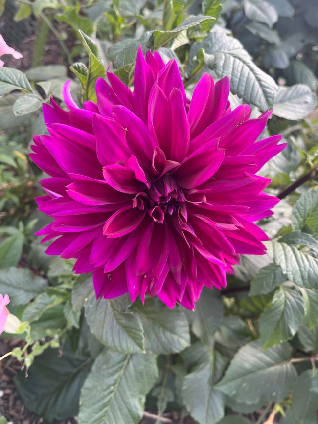 A purple flower