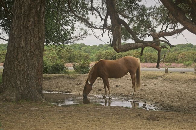 A brown New Forest pony drinking water out a pound