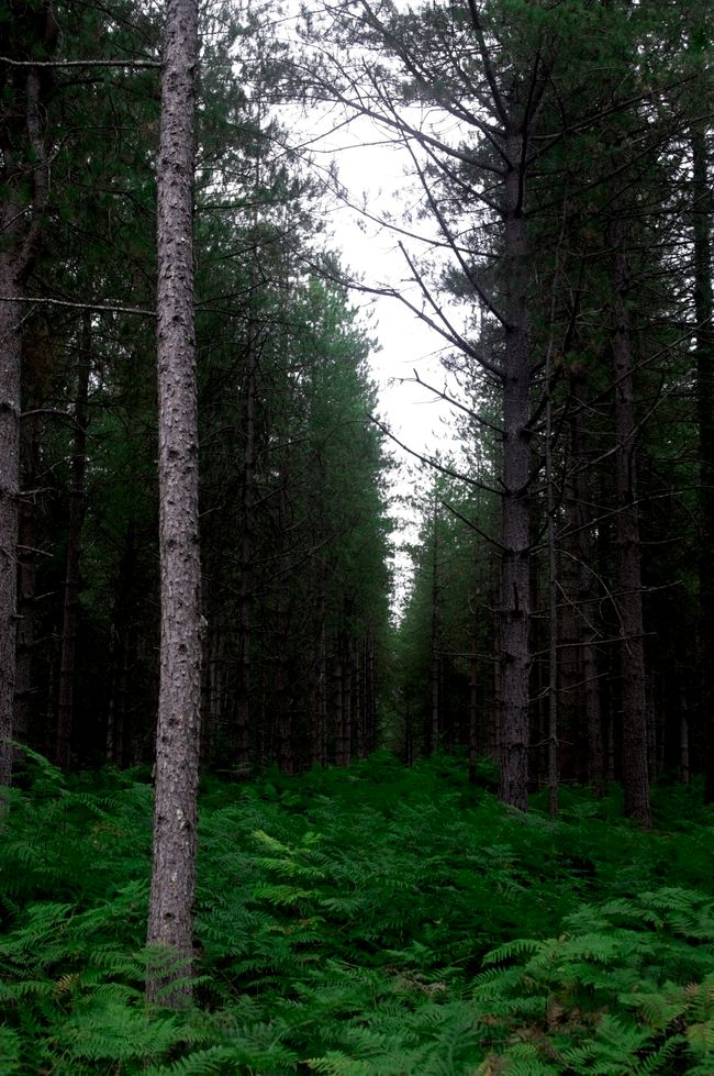 A look into a forest