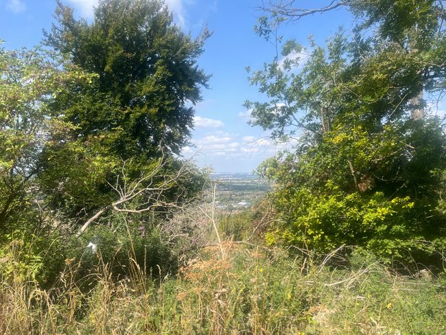 A gap in some trees provides a view out over Aylesbury Vale