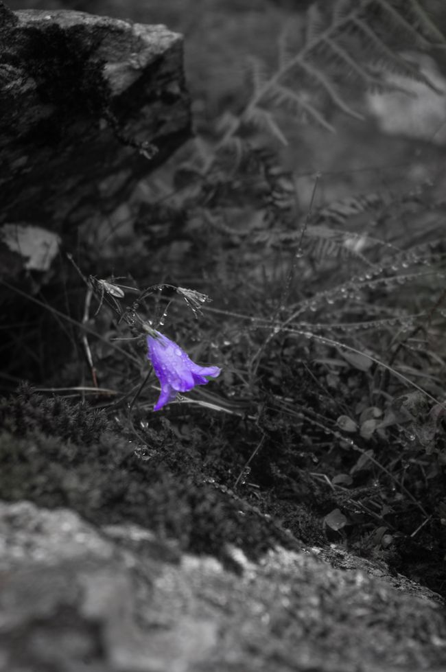 A black and white photo with purple flower in the center