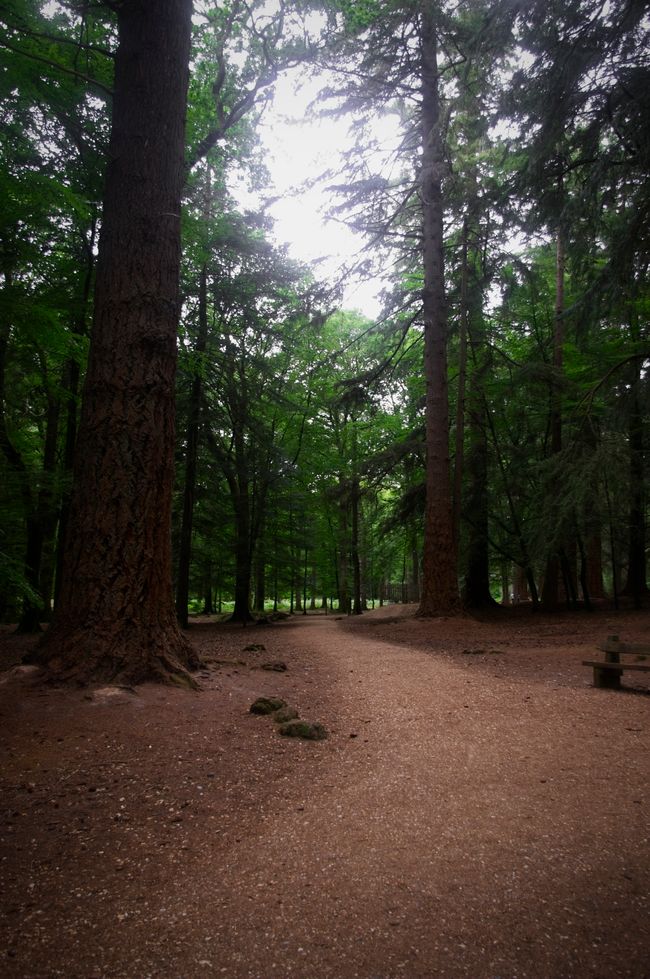 A curved footpath with trees all around it